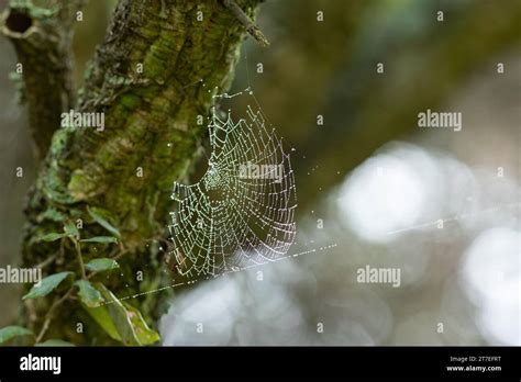  The Spider Web, An Ode to Nature's Intricate Architecture and Tranquility